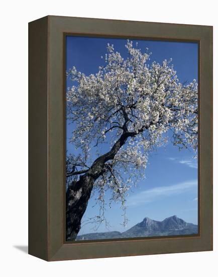 Almond Tree in Spring Blossom, Zahara De La Sierra, Andalucia, Spain, Europe-Tomlinson Ruth-Framed Premier Image Canvas