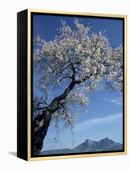 Almond Tree in Spring Blossom, Zahara De La Sierra, Andalucia, Spain, Europe-Tomlinson Ruth-Framed Premier Image Canvas