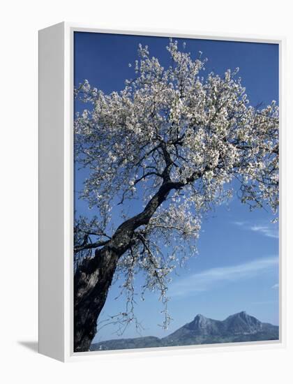 Almond Tree in Spring Blossom, Zahara De La Sierra, Andalucia, Spain, Europe-Tomlinson Ruth-Framed Premier Image Canvas