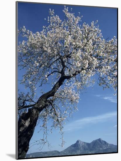 Almond Tree in Spring Blossom, Zahara De La Sierra, Andalucia, Spain, Europe-Tomlinson Ruth-Mounted Photographic Print