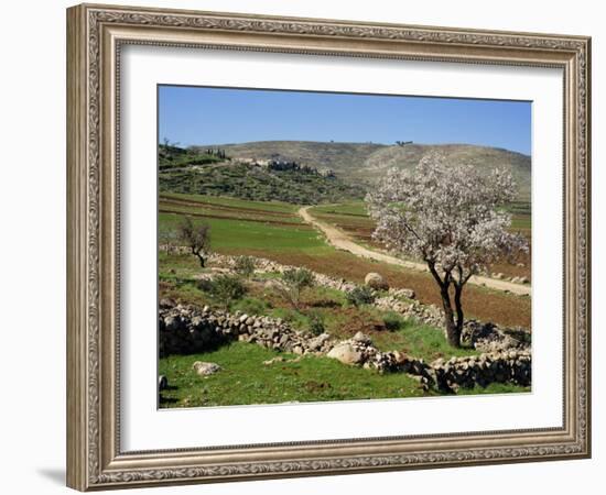 Almond Tree on Small Plot of Land, Near Mount Hebron, Israel, Middle East-Simanor Eitan-Framed Photographic Print