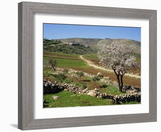 Almond Tree on Small Plot of Land, Near Mount Hebron, Israel, Middle East-Simanor Eitan-Framed Photographic Print