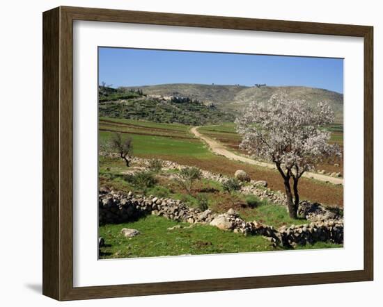 Almond Tree on Small Plot of Land, Near Mount Hebron, Israel, Middle East-Simanor Eitan-Framed Photographic Print