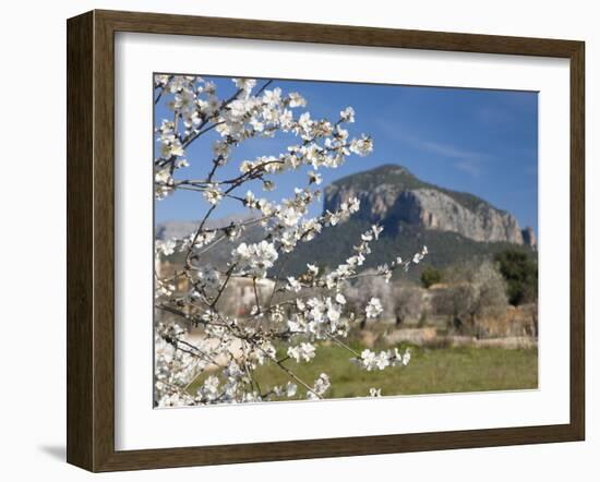 Almond Tree (Prunus Dulcis) in Bloom and the Puig De S'Alcadena Beyond, Alaro, Mallorca, Balearic I-Ruth Tomlinson-Framed Photographic Print