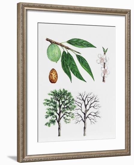 Almond Tree (Prunus Dulcis), Rosaceae, Tree with and Without Foliage, Leaves, Flowers and Fruits-null-Framed Giclee Print