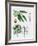 Almond Tree (Prunus Dulcis), Rosaceae, Tree with and Without Foliage, Leaves, Flowers and Fruits-null-Framed Giclee Print
