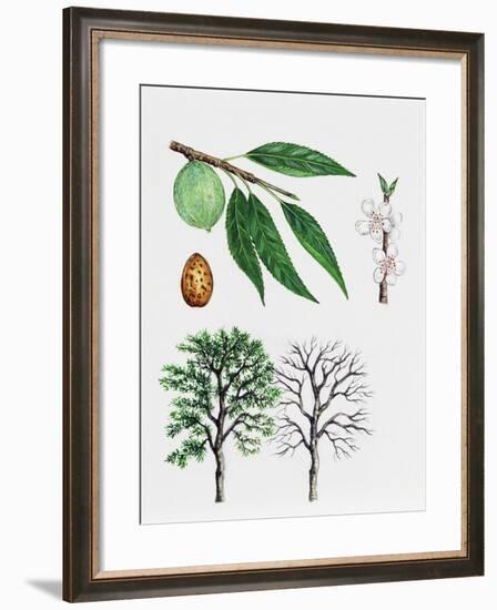 Almond Tree (Prunus Dulcis), Rosaceae, Tree with and Without Foliage, Leaves, Flowers and Fruits-null-Framed Giclee Print