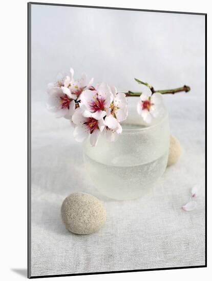 Almond Tree-Amelie Vuillon-Mounted Art Print