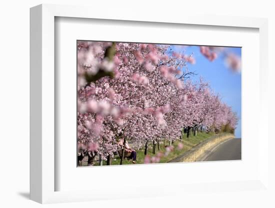 Almond-Trees, Bloom-Ronald Wittek-Framed Photographic Print