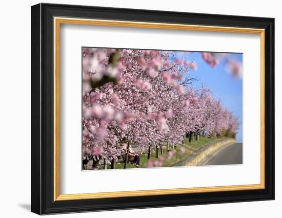 Almond-Trees, Bloom-Ronald Wittek-Framed Photographic Print