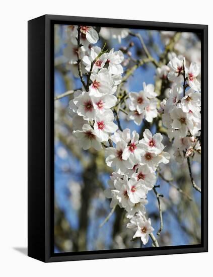 Almond Trees Blooming with Flowers. Loule, Algarve, Portugal-Mauricio Abreu-Framed Premier Image Canvas