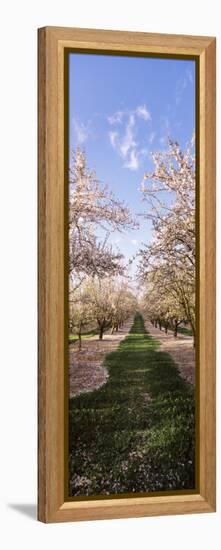 Almond Trees in an Orchard, Central Valley, California, USA-null-Framed Premier Image Canvas