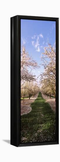 Almond Trees in an Orchard, Central Valley, California, USA-null-Framed Premier Image Canvas