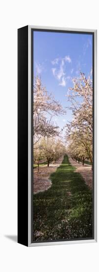 Almond Trees in an Orchard, Central Valley, California, USA-null-Framed Premier Image Canvas