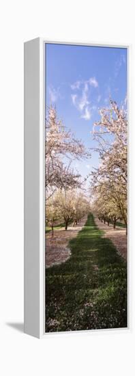 Almond Trees in an Orchard, Central Valley, California, USA-null-Framed Premier Image Canvas