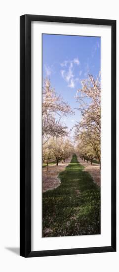 Almond Trees in an Orchard, Central Valley, California, USA-null-Framed Photographic Print