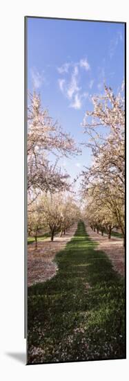 Almond Trees in an Orchard, Central Valley, California, USA-null-Mounted Photographic Print