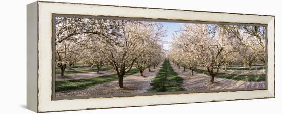 Almond Trees in an Orchard, Central Valley, California, USA-null-Framed Premier Image Canvas