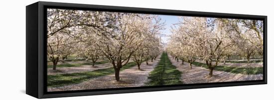 Almond Trees in an Orchard, Central Valley, California, USA-null-Framed Premier Image Canvas