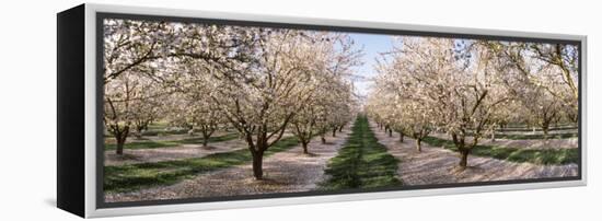 Almond Trees in an Orchard, Central Valley, California, USA-null-Framed Premier Image Canvas