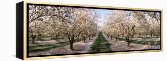 Almond Trees in an Orchard, Central Valley, California, USA-null-Framed Premier Image Canvas