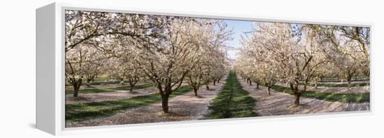 Almond Trees in an Orchard, Central Valley, California, USA-null-Framed Premier Image Canvas