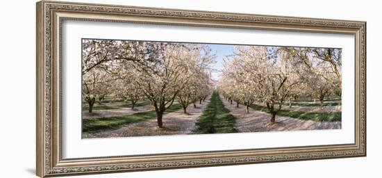 Almond Trees in an Orchard, Central Valley, California, USA-null-Framed Photographic Print