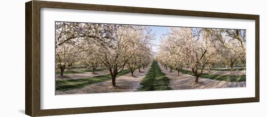 Almond Trees in an Orchard, Central Valley, California, USA-null-Framed Photographic Print