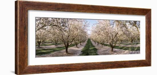 Almond Trees in an Orchard, Central Valley, California, USA-null-Framed Photographic Print