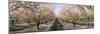 Almond Trees in an Orchard, Central Valley, California, USA-null-Mounted Photographic Print