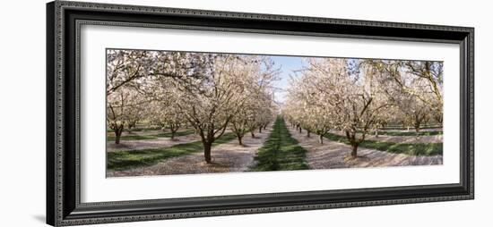 Almond Trees in an Orchard, Central Valley, California, USA-null-Framed Photographic Print