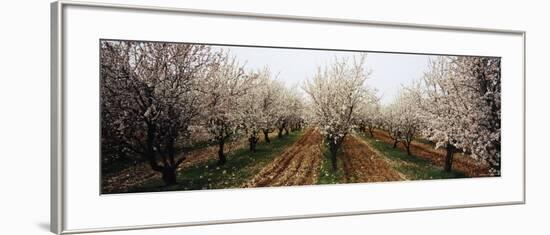 Almond Trees in an Orchard, Syria-null-Framed Photographic Print