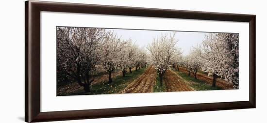 Almond Trees in an Orchard, Syria-null-Framed Photographic Print