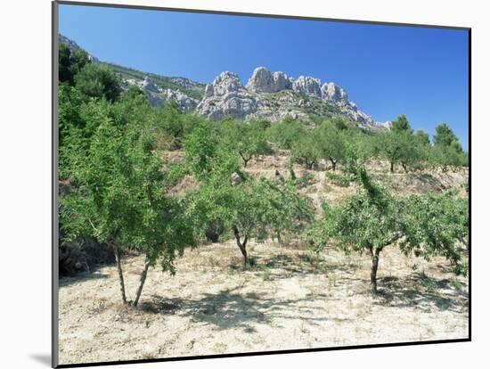 Almond Trees in the Sierra De Aitana, Alicante Area, Valencia, Spain-Ruth Tomlinson-Mounted Photographic Print