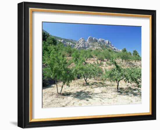 Almond Trees in the Sierra De Aitana, Alicante Area, Valencia, Spain-Ruth Tomlinson-Framed Photographic Print