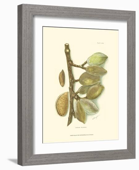 Almond-null-Framed Art Print