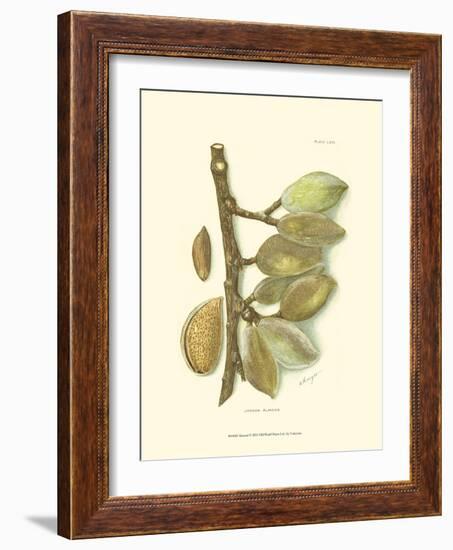 Almond-null-Framed Art Print