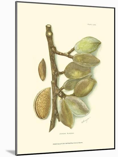 Almond-null-Mounted Art Print