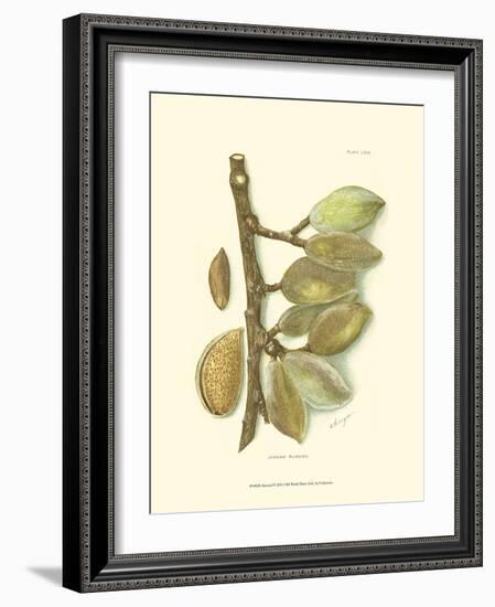 Almond-null-Framed Art Print