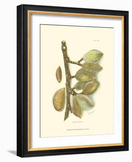 Almond-null-Framed Art Print