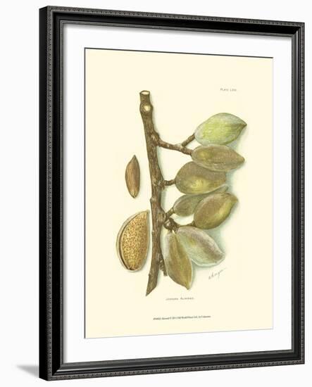 Almond-null-Framed Art Print