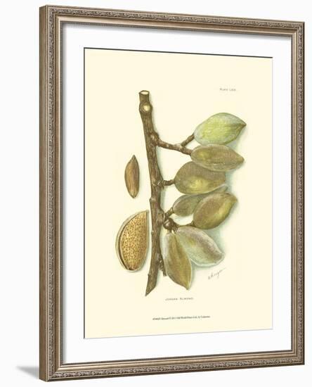 Almond-null-Framed Art Print