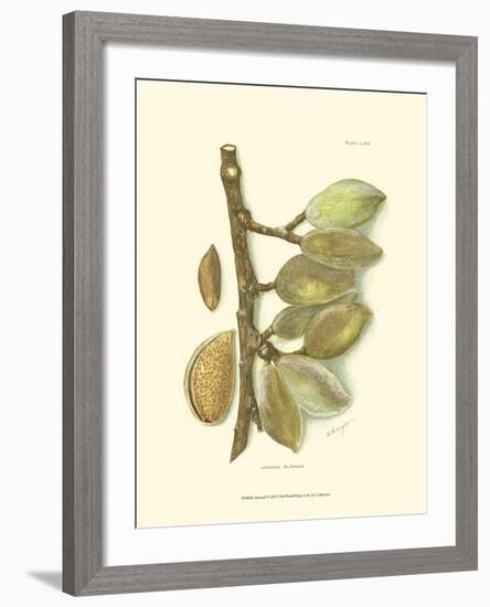 Almond-null-Framed Art Print