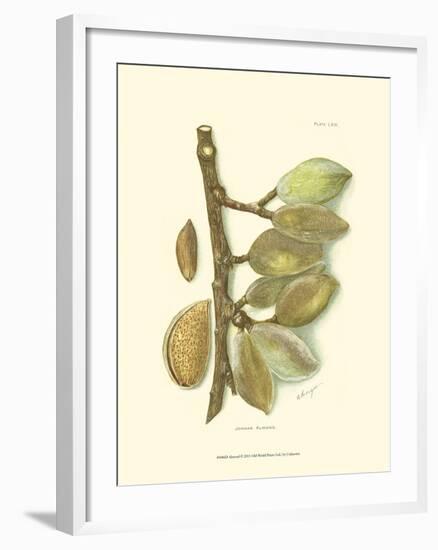 Almond-null-Framed Art Print