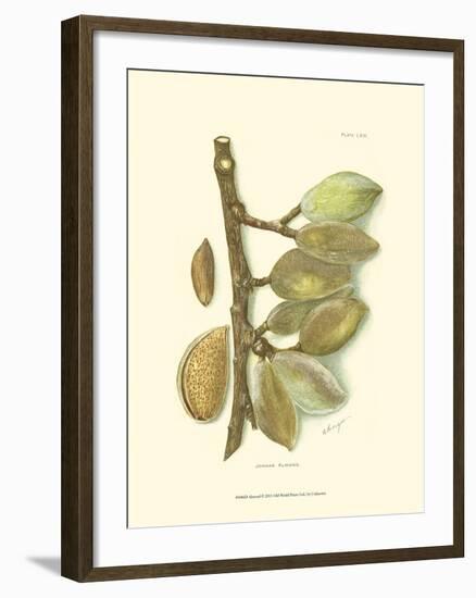 Almond-null-Framed Art Print