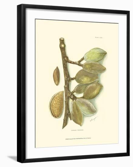 Almond-null-Framed Art Print