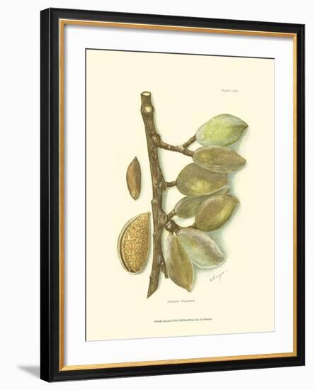 Almond-null-Framed Art Print