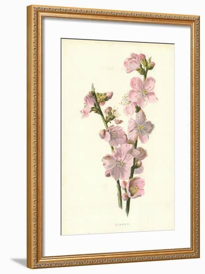 Almond-Frederick Edward Hulme-Framed Giclee Print