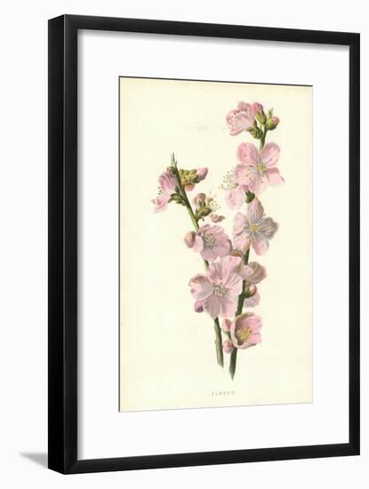 Almond-Frederick Edward Hulme-Framed Giclee Print