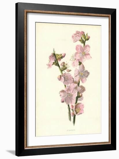 Almond-Frederick Edward Hulme-Framed Giclee Print